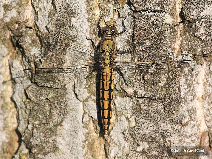 IMG_5649 Orthetrum cancellatum female.JPG